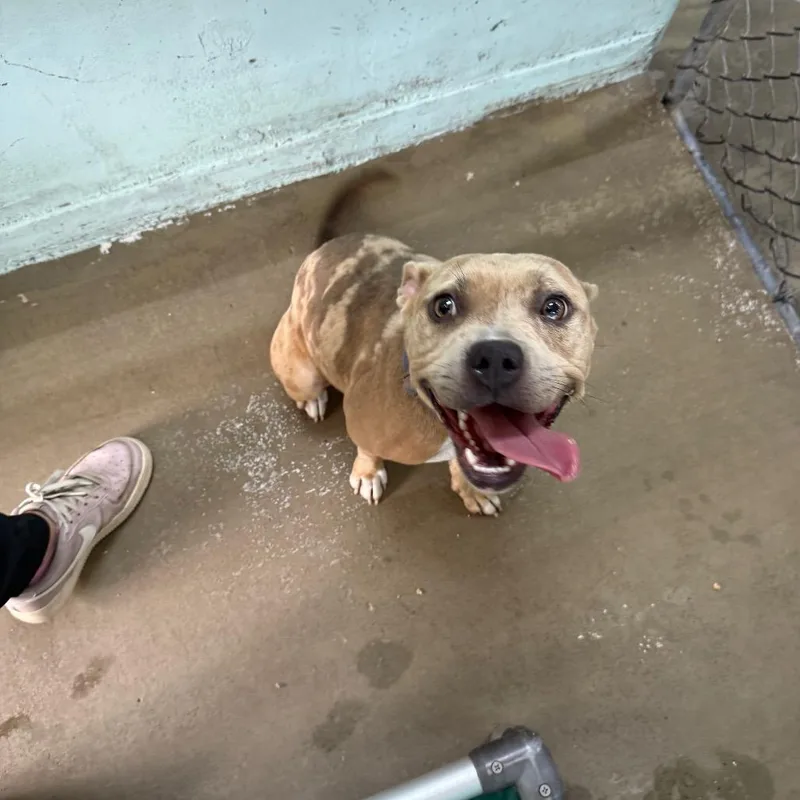 An adult medium-sized female Pit Bull Terrier dog named Sabrina for adoption in Tulsa, OK