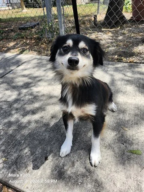A young small-sized male Terrier dog named Lazzo for adoption in San Antonio, TX