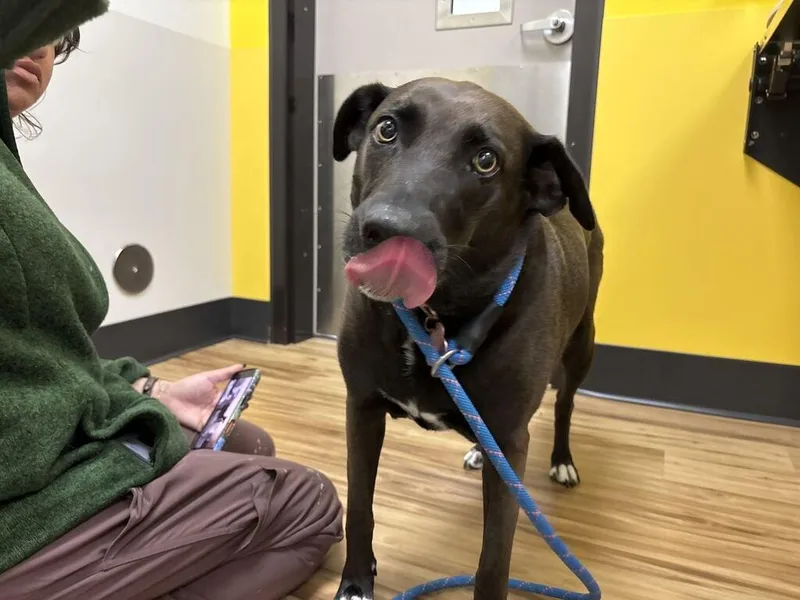 An adult large-sized female Mixed Breed dog named Adiris for adoption in Raleigh, NC