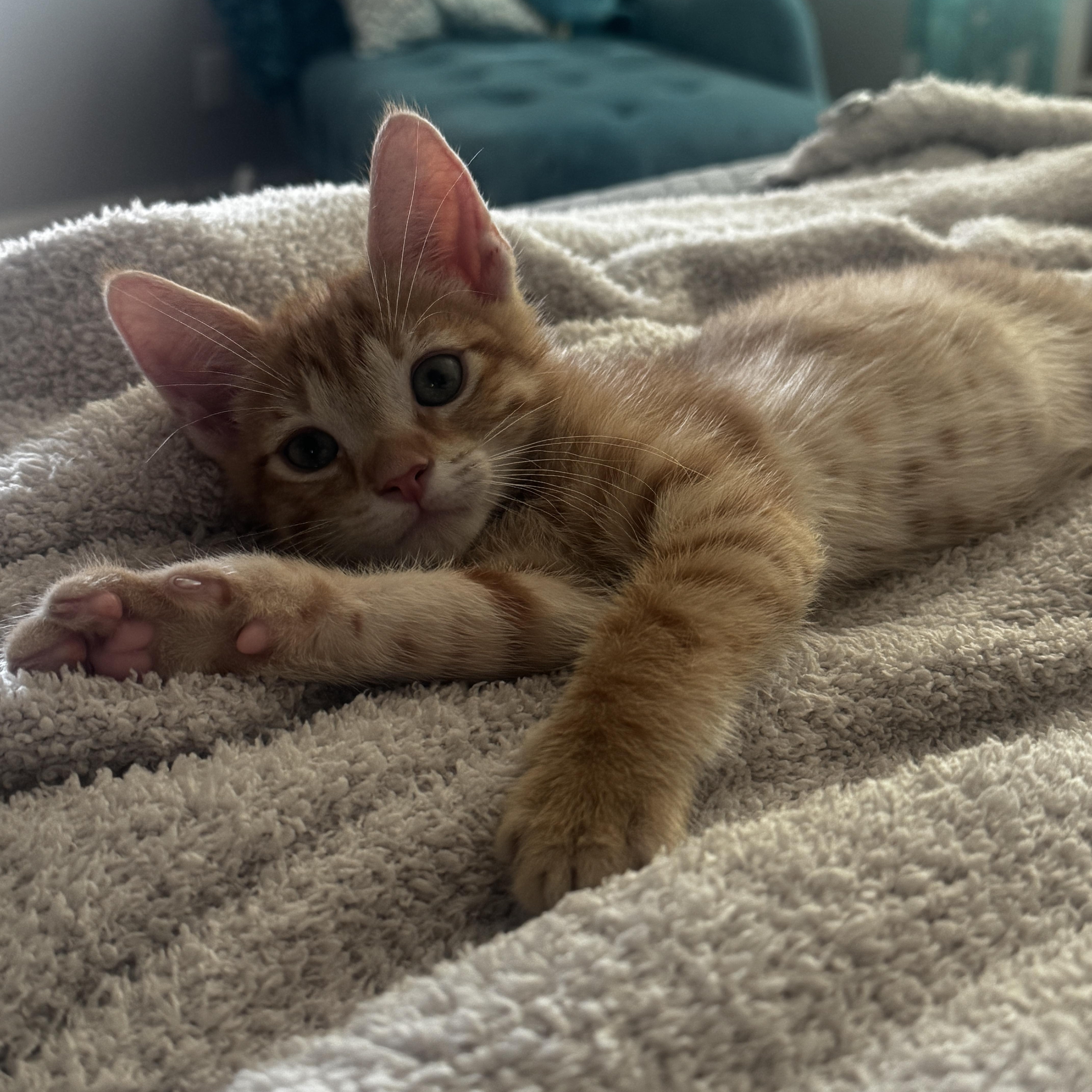 A baby small-sized male Domestic Short Hair cat named Gary for adoption in queen creek, AZ