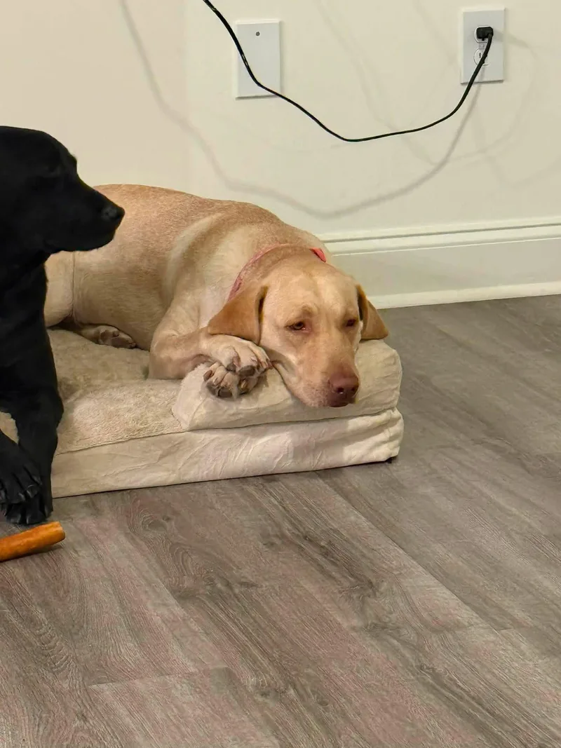 A young medium-sized female Mixed Breed dog named Bailey and Callie for adoption in Valrico, FL