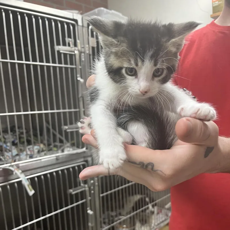 A baby small-sized male Brown / Chocolate Domestic Short Hair cat named Einstein for adoption in Birmingham, AL