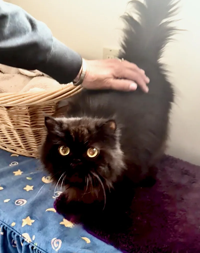 A senior medium-sized female Persian cat named Midnight for adoption in Davis, CA