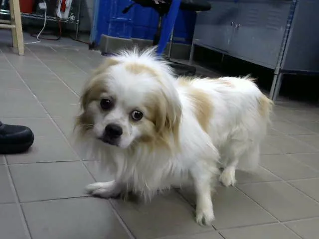 An adult small-sized male Chihuahua dog named Skais for adoption in Albuquerque, NM