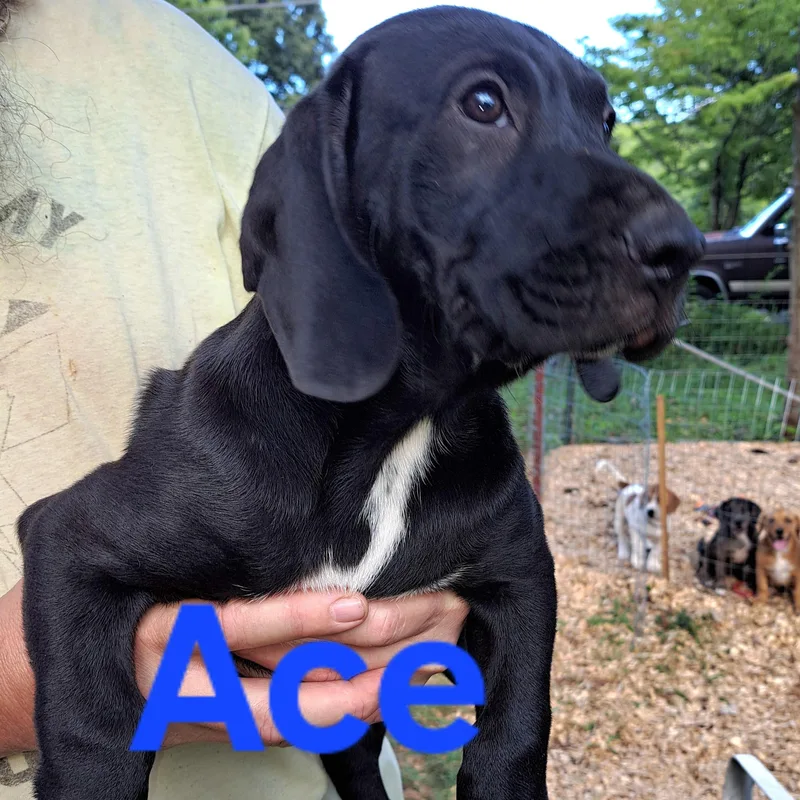 Ace