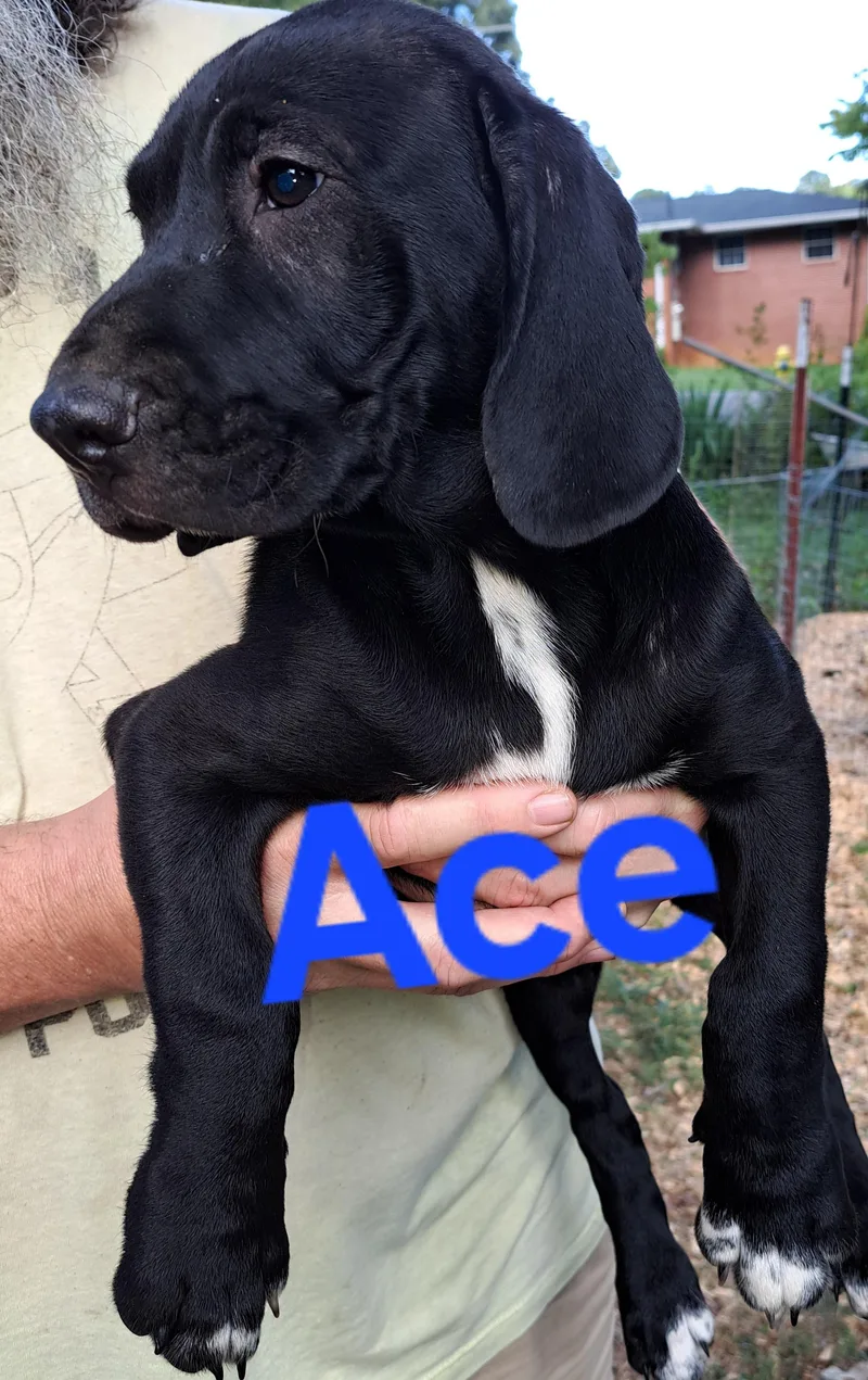 Ace thumbnail 2