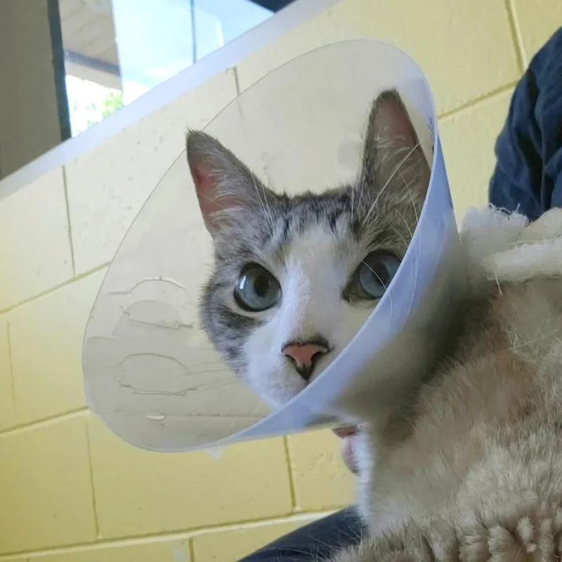 An adult large-sized male White Domestic Short Hair cat named Haze for adoption in Plover, WI