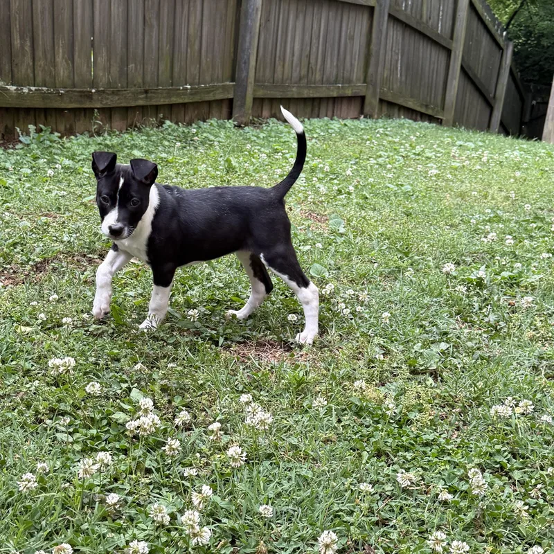 A baby medium-sized female Black Mixed Breed dog named Tia for adoption in Spring hill, TN