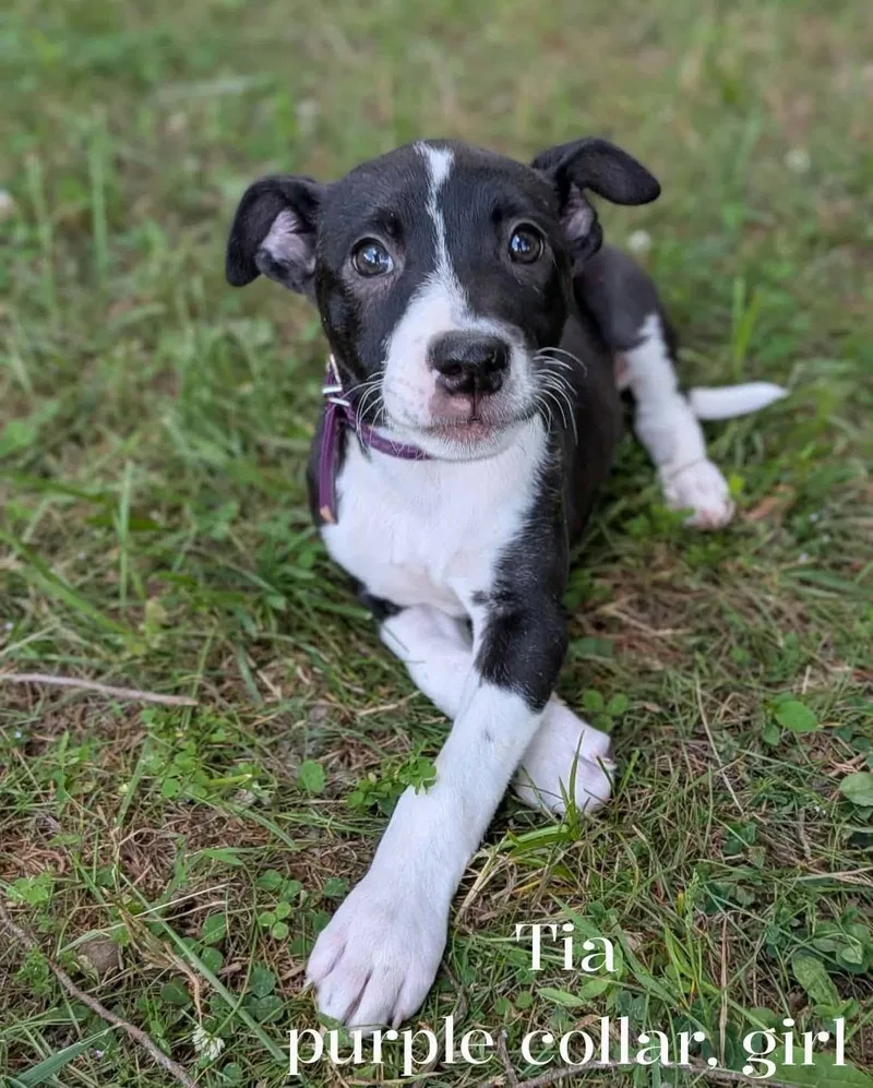 Tia thumbnail 4