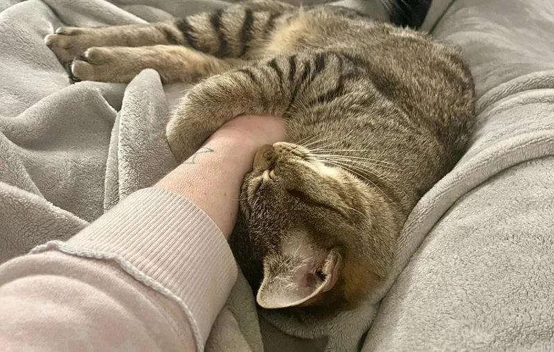 Henrietta thumbnail 2