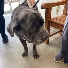 A senior large-sized male Gray / Blue / Silver Mastiff dog named Road Runner for adoption in York, PA