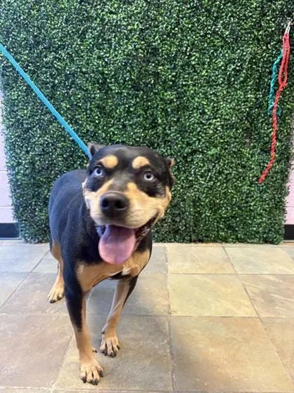 An adult medium-sized female Black Rottweiler dog named Robin for adoption in El Paso, TX