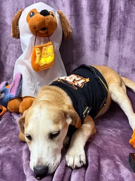 A young medium-sized female Apricot / Beige Hound dog named Mopsey for adoption in Munfordville, KY