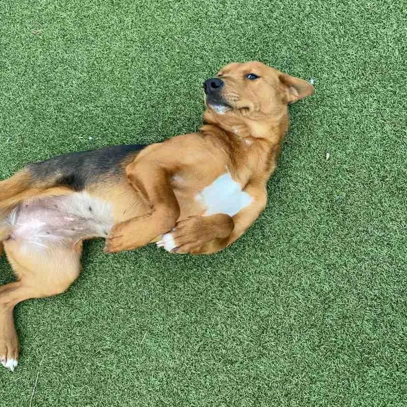 Cinnamon thumbnail 2