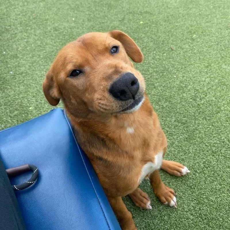 Cinnamon thumbnail 3