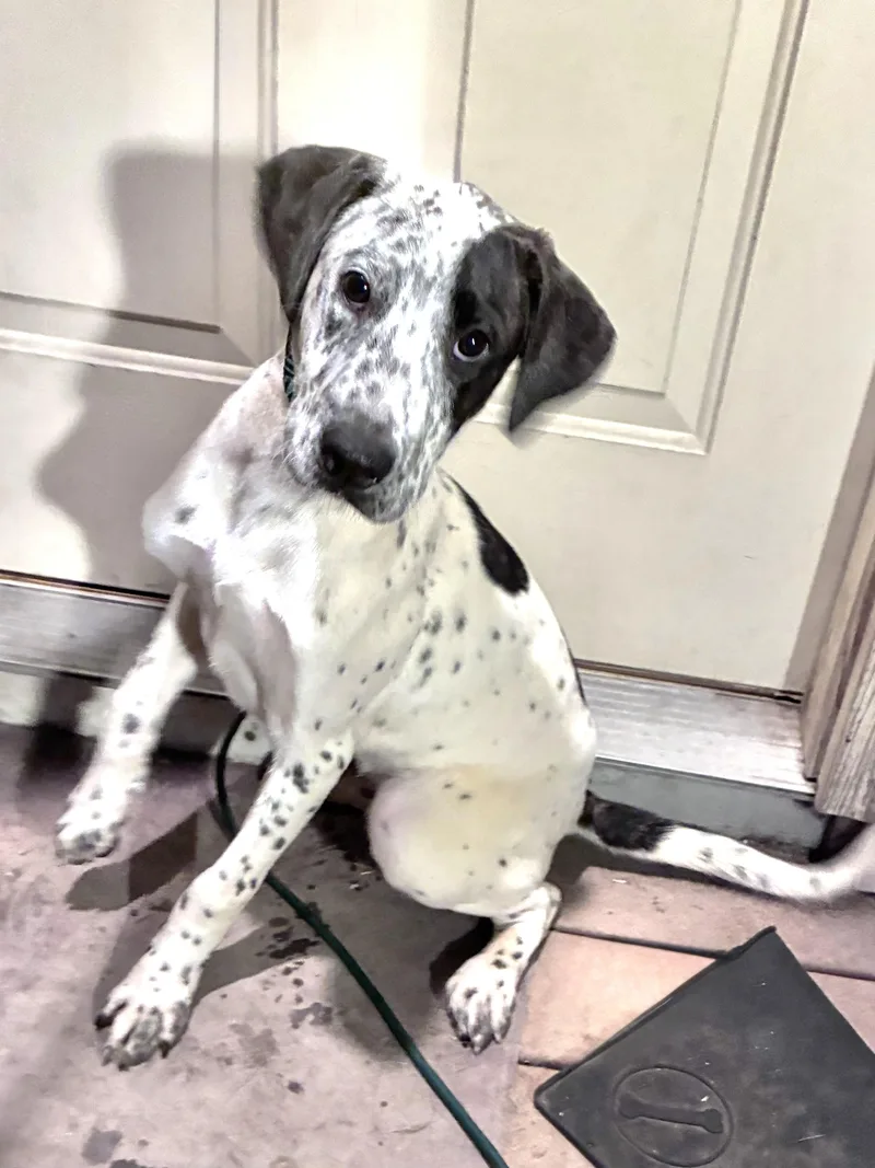 A baby medium-sized male Retriever dog named Kojak for adoption in West Chicago, IL