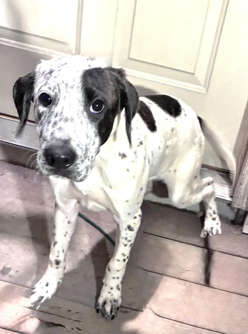 Kojak thumbnail 3