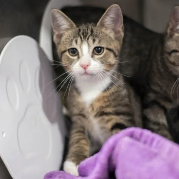 A young small-sized male Domestic Short Hair cat named Cumin for adoption in New York, NY