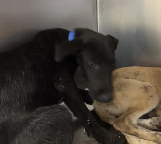A baby small-sized male Shepherd dog named Freddie for adoption in Riverside, CA