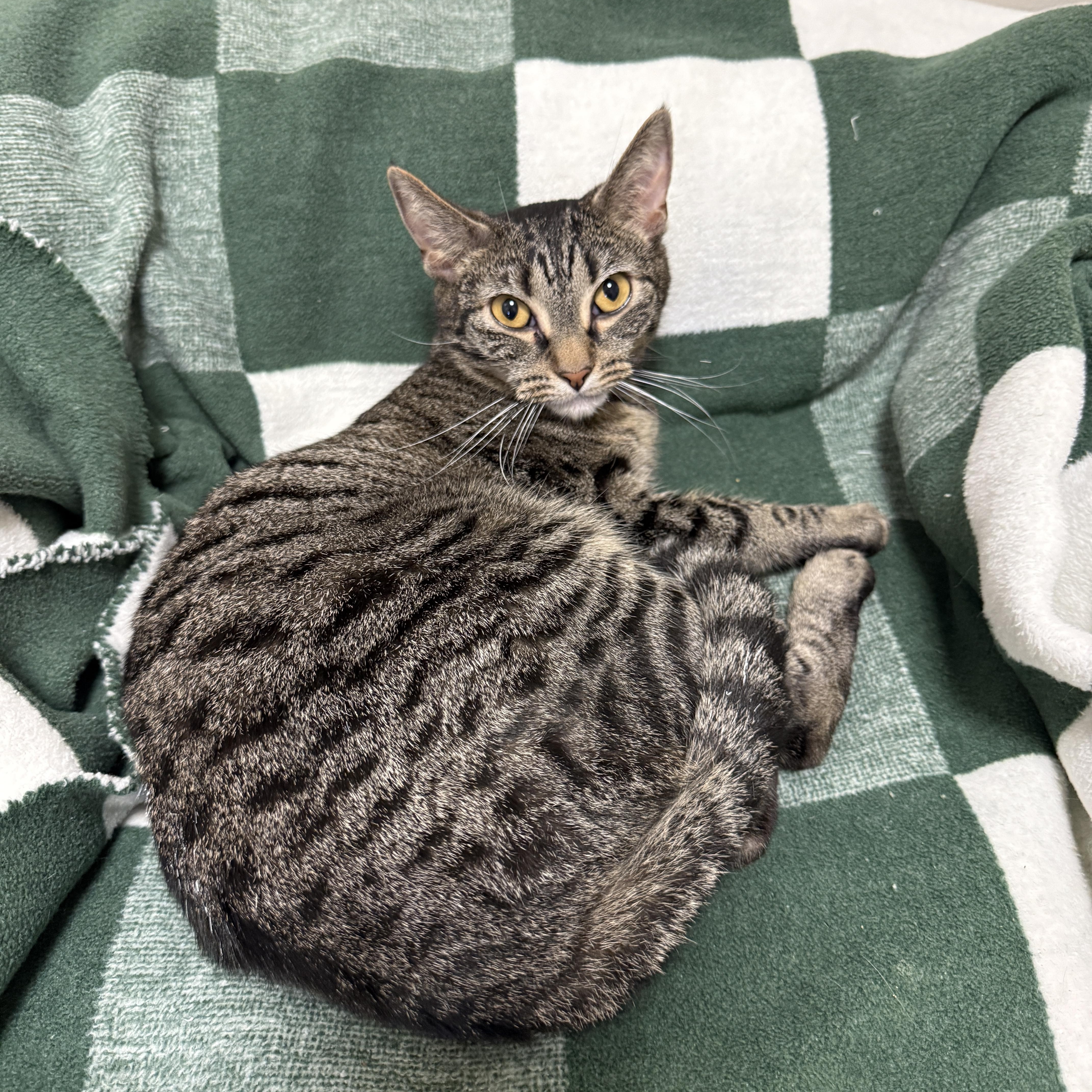 An adult medium-sized female Tabby (Brown / Chocolate) Domestic Short Hair cat named Bella for adoption in Freeport, NY