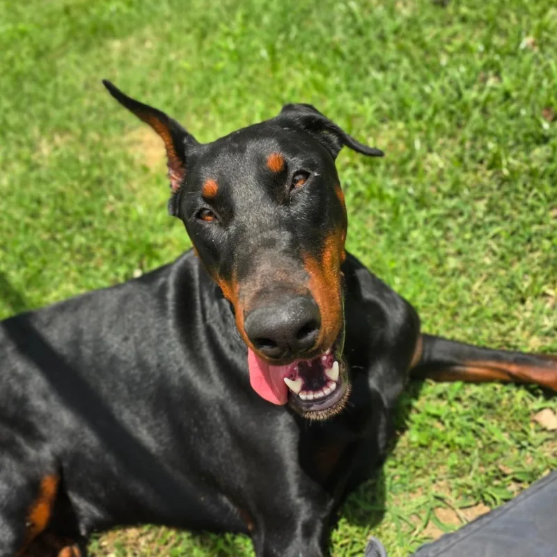 An adult large-sized female Black Doberman Pinscher dog named Spice for adoption in Huntsville, AL
