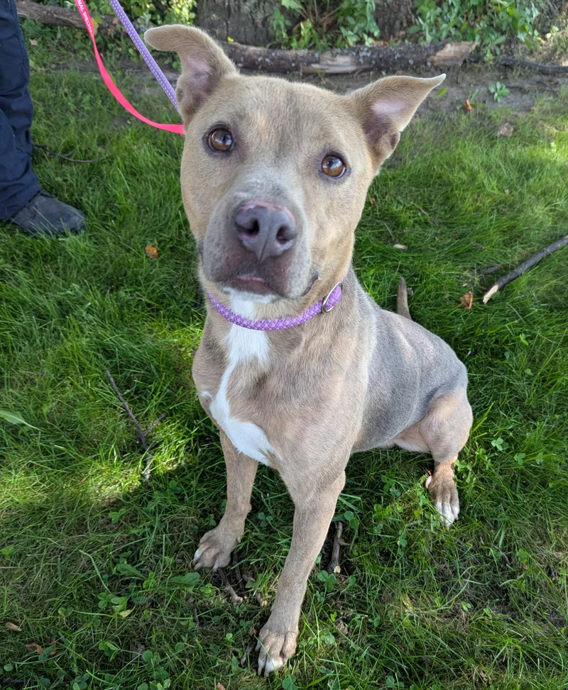 An adult medium-sized male Yellow / Tan / Blond / Fawn Pit Bull Terrier dog named Ivan for adoption in Valparaiso, IN
