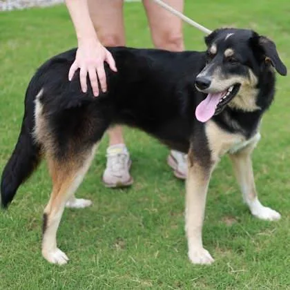 An adult large-sized male Black German Shepherd Dog dog named Cappucino for adoption in Atlanta, GA