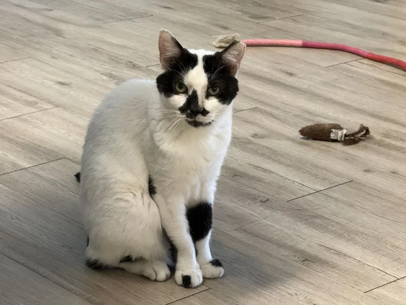 A senior medium-sized male White Domestic Short Hair cat named Basil Mccow for adoption in Chandler, AZ