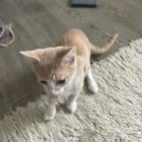 A baby small-sized male Domestic Short Hair cat named Persimmon for adoption in Tampa, FL