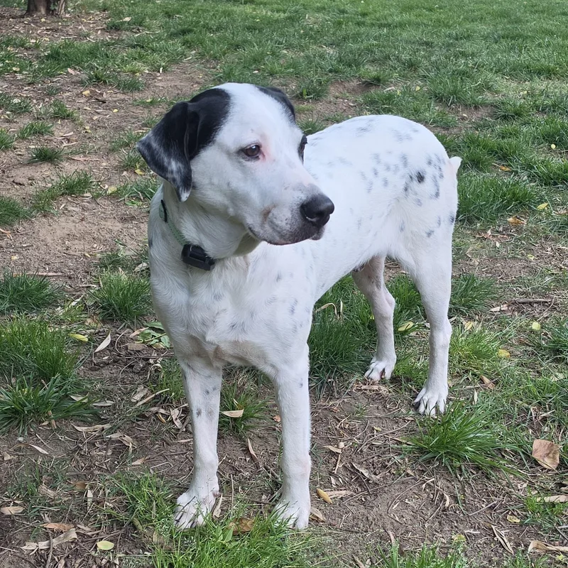 A young large-sized male White / Cream English Pointer dog named Brandon for adoption in Baldwin, MD