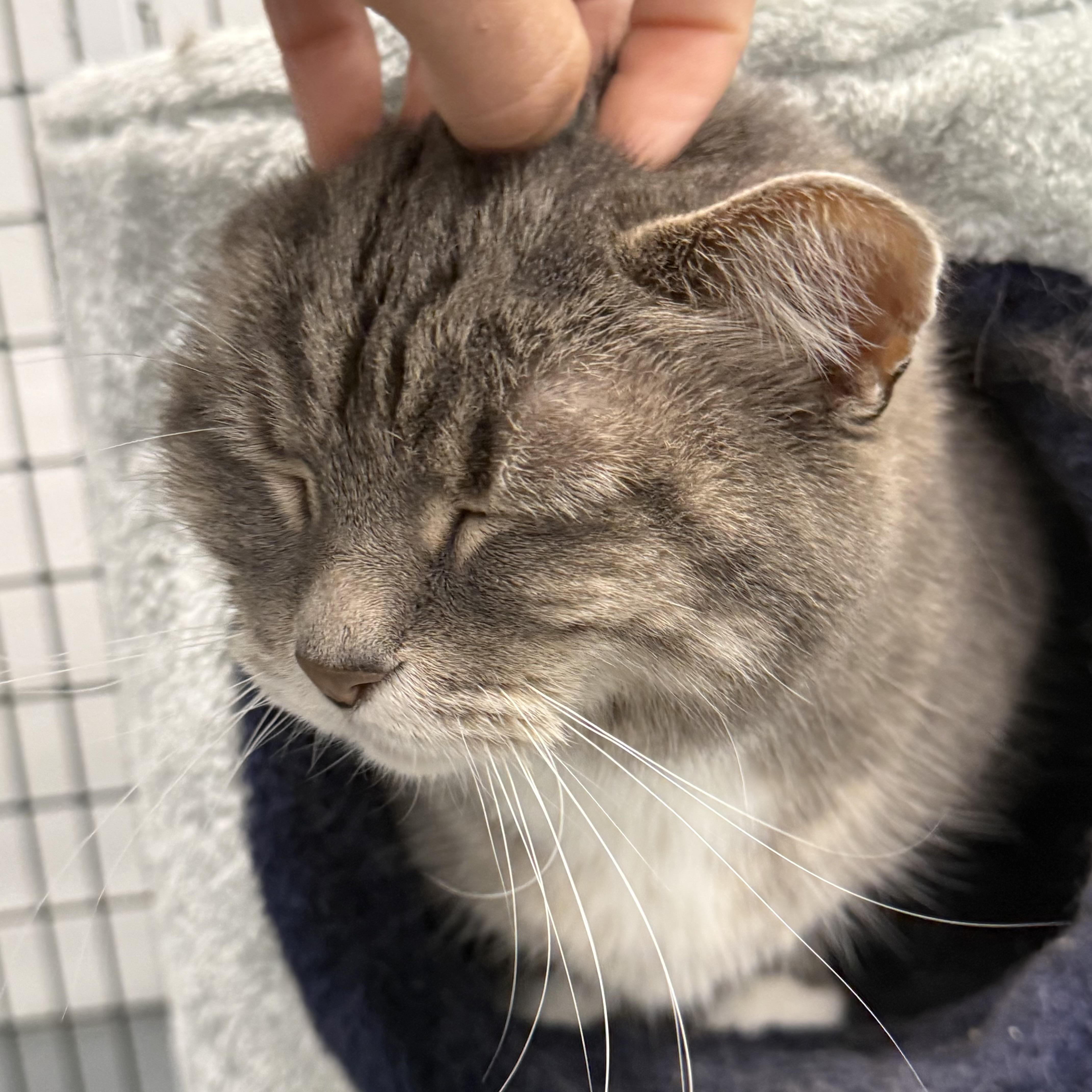 An adult large-sized female Domestic Short Hair cat named Mia for adoption in Mount Pleasant, IA