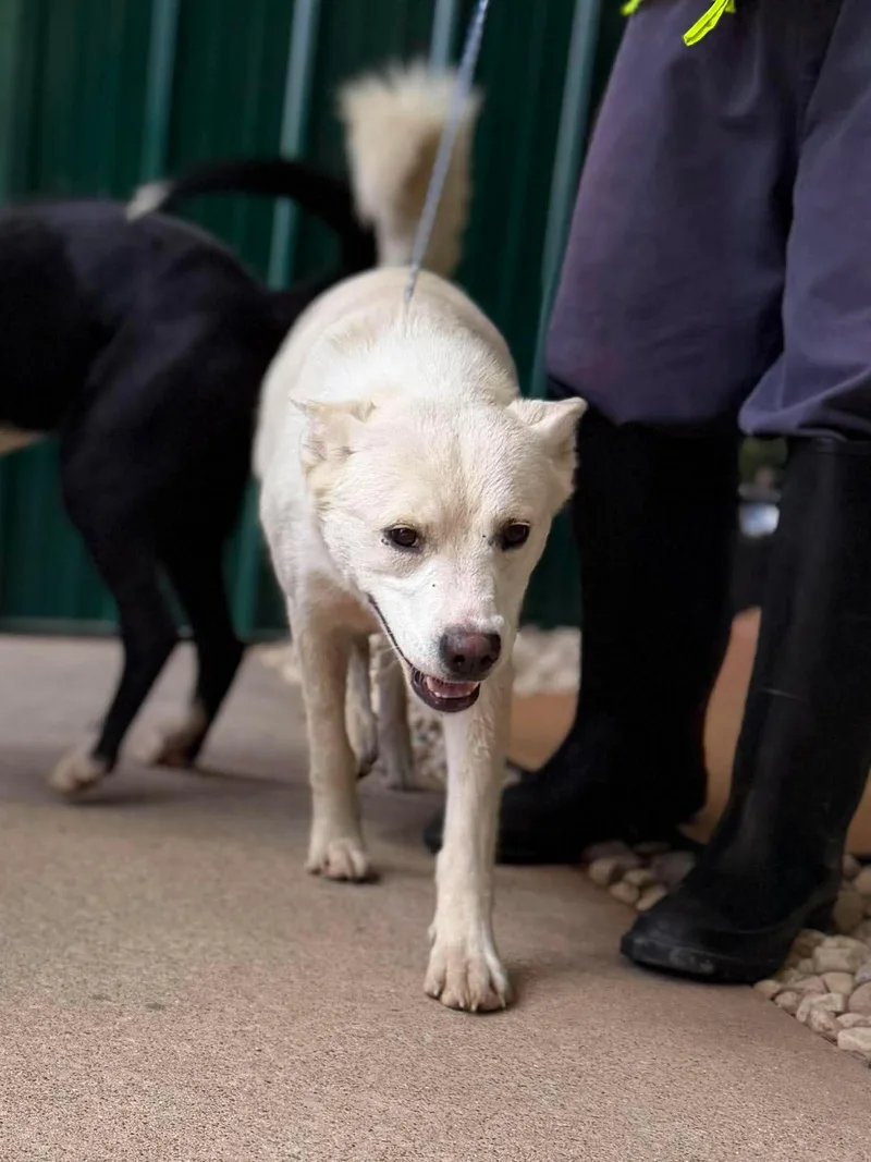 An adult medium-sized female White / Cream Mixed Breed dog named Yara for adoption in Leitchfield, KY