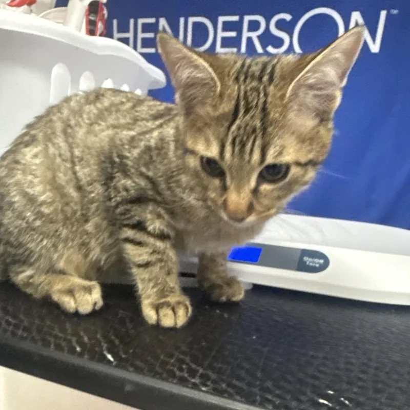 Novak thumbnail 2