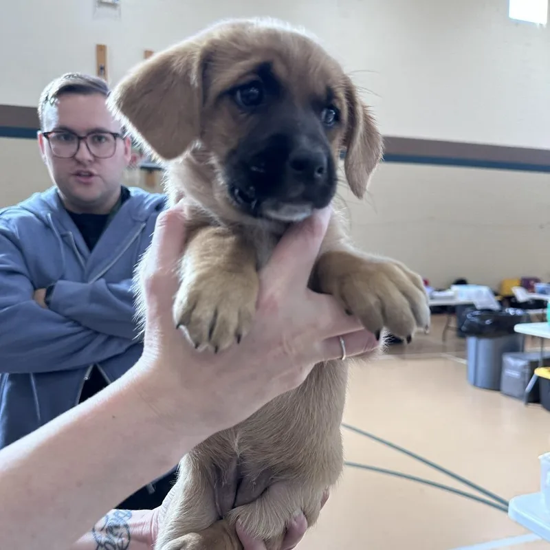 A baby medium-sized female Labrador Retriever dog named Ireland D for adoption in Minnetonka, MN