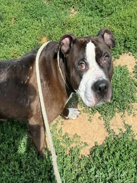 A young medium-sized male Terrier dog named Wrinkles for adoption in Olivette, MO