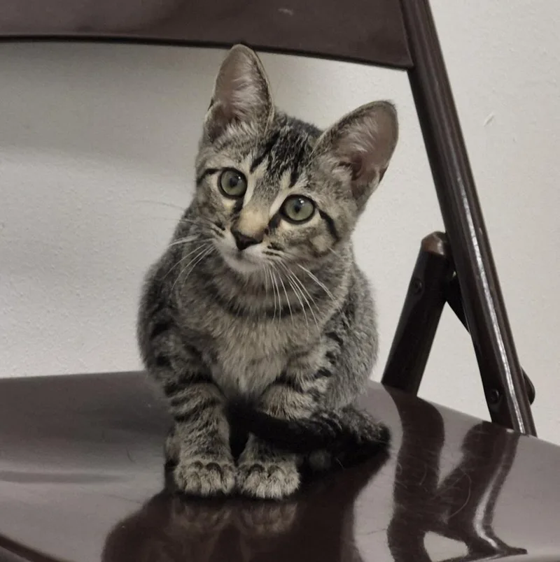 A baby medium-sized female Domestic Short Hair cat named Violet for adoption in South Bend, IN