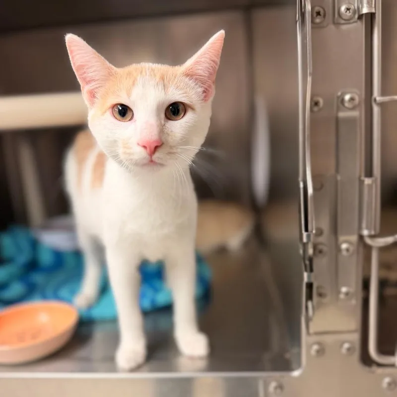 A young medium-sized male Orange / Red Domestic Short Hair cat named Chaton for adoption in Chippewa Falls, WI