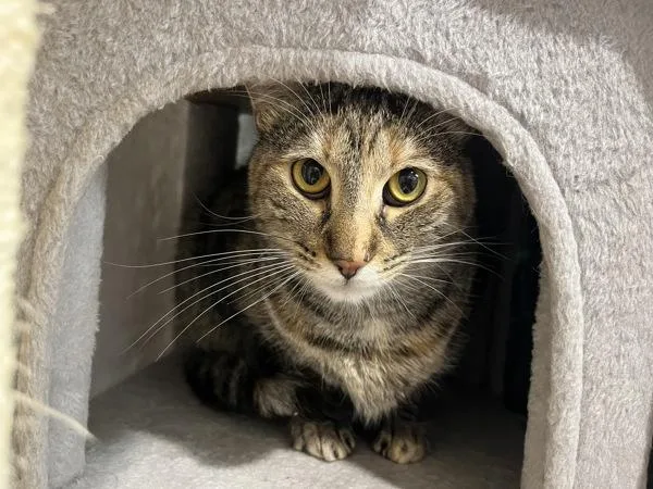 An adult medium-sized female Domestic Short Hair cat named Eva for adoption in Stratham, NH