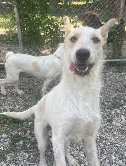 A young medium-sized female White / Cream Mixed Breed dog named Oat for adoption in Boyne City, MI