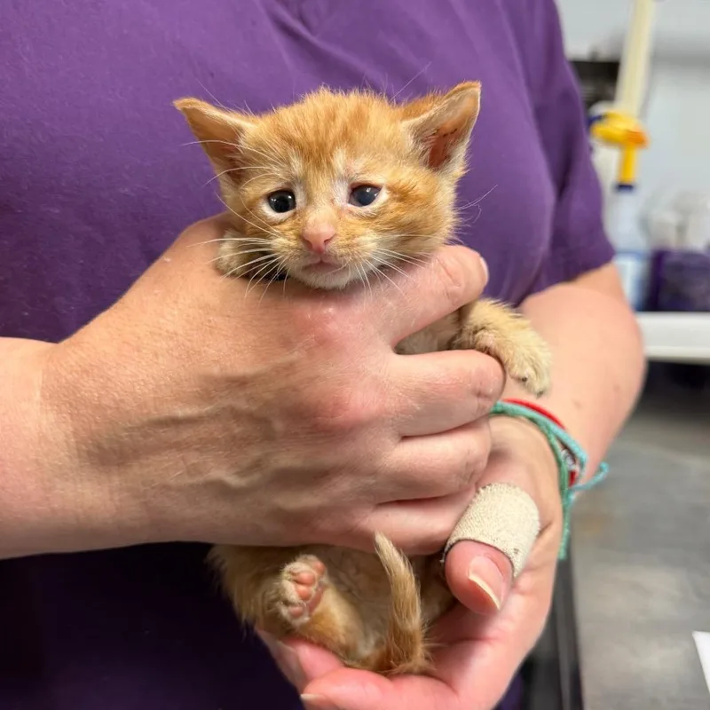 A baby small-sized female Domestic Short Hair cat named Chicago for adoption in Ewing, NJ