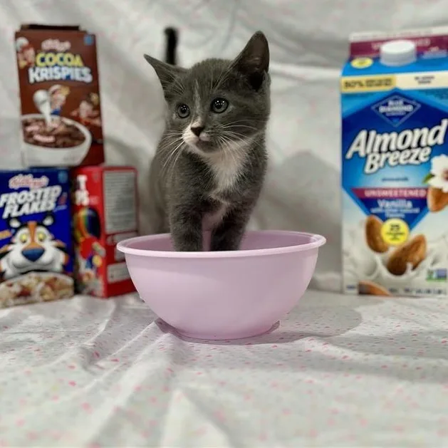 A baby medium-sized female Gray & White Domestic Short Hair cat named Cap'n Crunch for adoption in Prince Frederick, MD