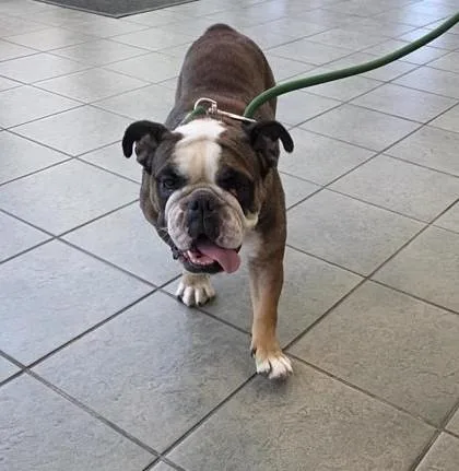 An adult medium-sized female English Bulldog dog named Barbie for adoption in San Antonio, TX