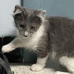 A baby medium-sized female Gray & White Domestic Long Hair cat named Missy for adoption in Spencer, IN