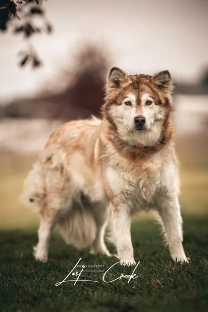 An adult large-sized female Alaskan Malamute dog named Amber for adoption in Kalispell, MT
