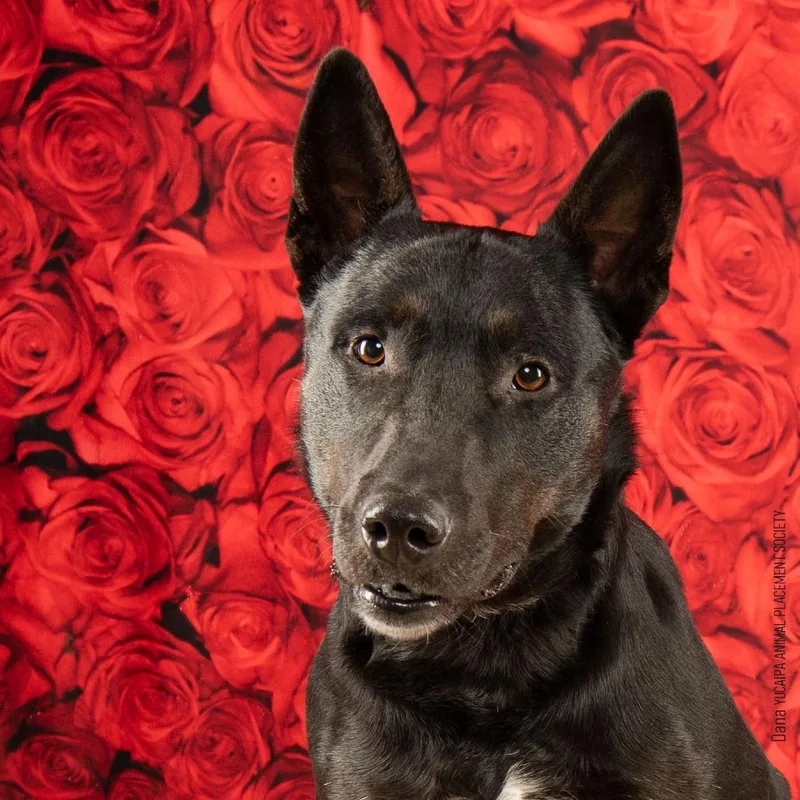 An adult small-sized female Black Pit Bull Terrier dog named Dana for adoption in Yucaipa, CA
