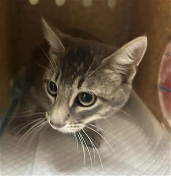 A young small-sized female Domestic Short Hair cat named A for adoption in Sacramento, CA