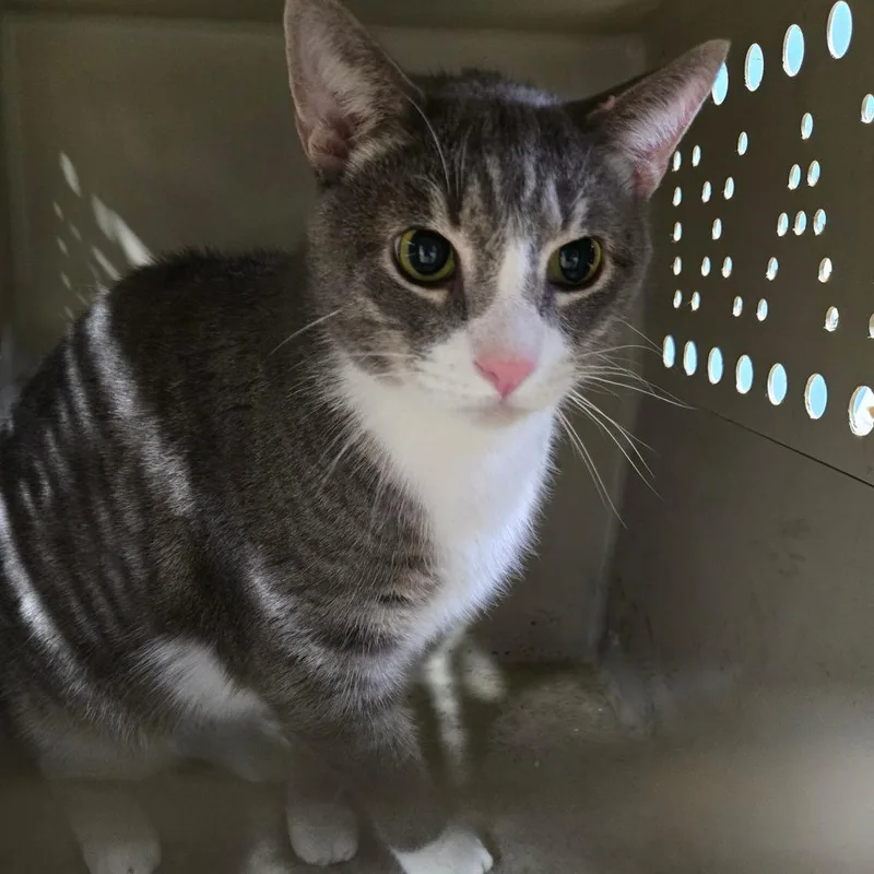 An adult large-sized male Domestic Short Hair cat named Apple Martin for adoption in Newark, NJ