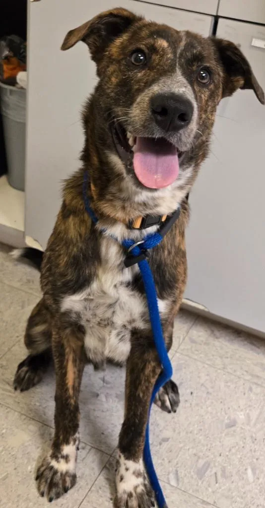 A baby large-sized male Mountain Cur dog named Eldon for adoption in Sandusky, OH