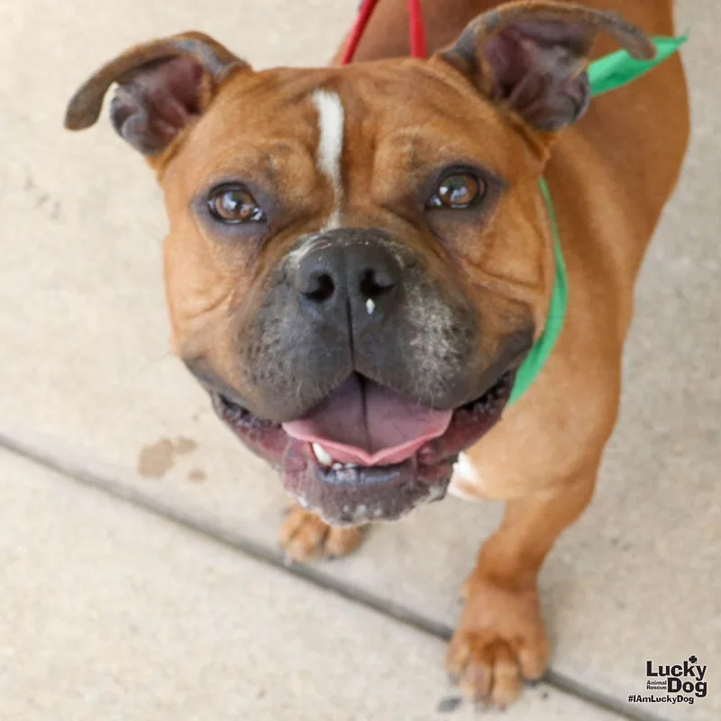 An adult medium-sized male Boxer dog named Butterscotch for adoption in Washington, DC