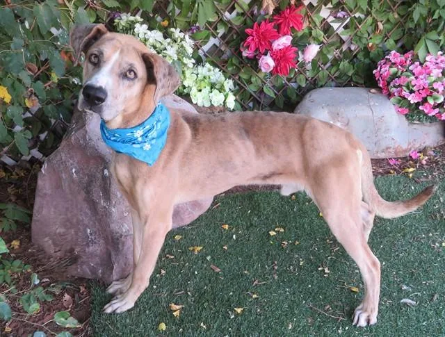 An adult large-sized male Catahoula Leopard Dog dog named Spencer for adoption in Oklahoma City, OK